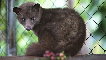 Állatkínzás a kávécsészében: bemutatkozik a cibetmacska, a kopi luwak előállítója